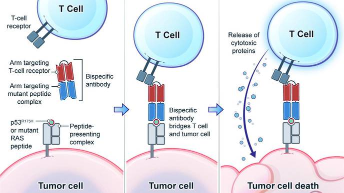 Mutant Gene-Targeted Immunotherapy Approach Developed