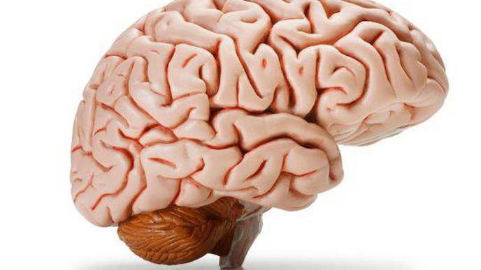 How Humans Develop Larger Brains Than Other Apes