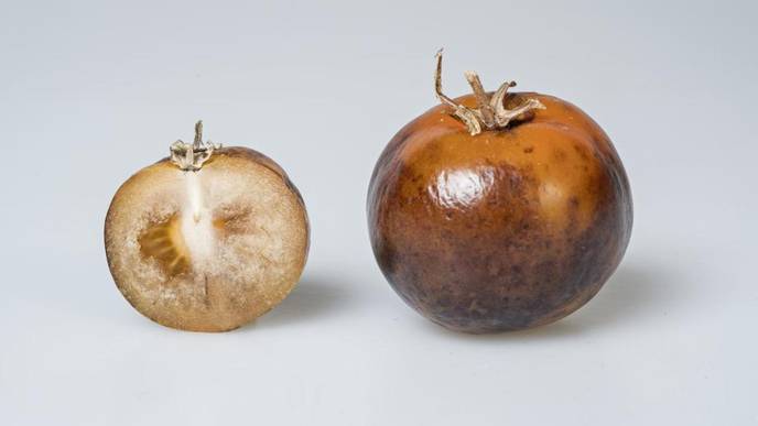 Tomatoes Engineered to Produce Vital Parkinson’s Disease Medicine