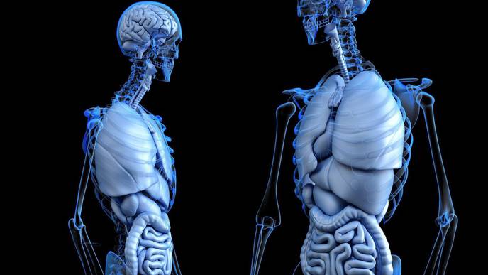 Gentle Stroll on Treadmill Helps Prevent Liver Cancer