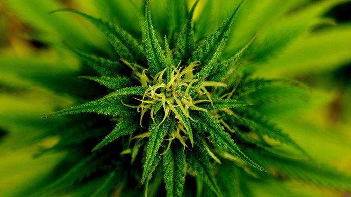Medical Marijuana Associated with Fewer Hospitalizations for Individuals Living with Sickle Cell Disease