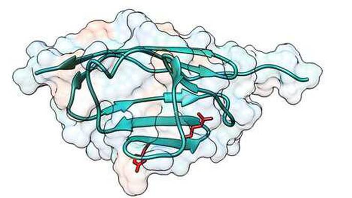 Scientists Describe a Possible Disease-Causing Mechanism in Hypertrophic Cardiomyopathy
