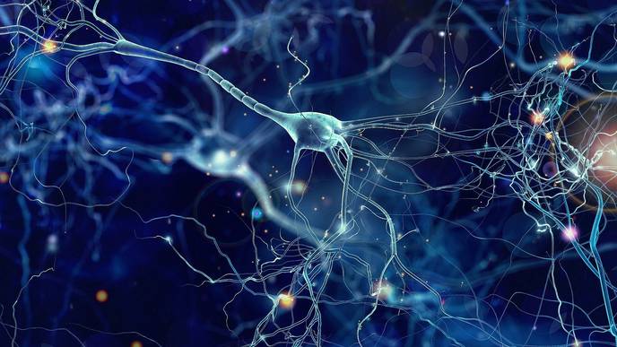 2 Yale Studies Suggest Coronavirus Can Invade the Brain