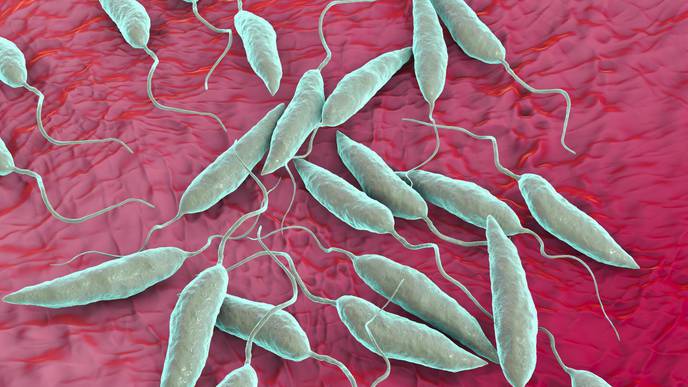 Something Old, Something New Combine for Effective Vaccine Against Parasitic Skin Disease