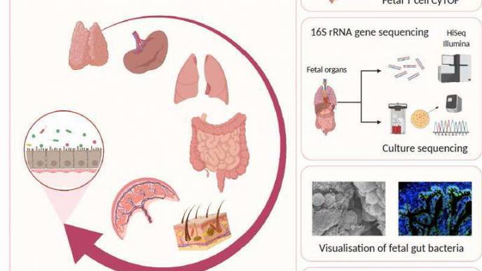 Early Encounter of Microbes & the Fetal Immune System