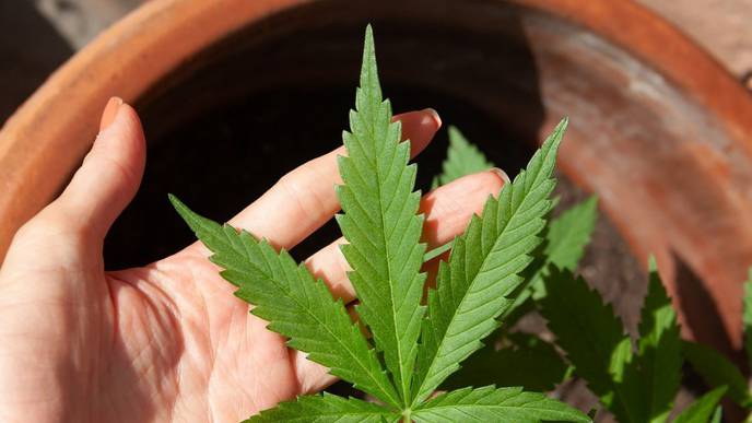 Experts Say Marijuana May Harm the Heart