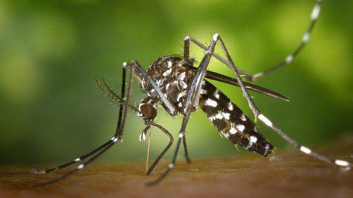 Mosquito-Borne Viruses Linked to Stroke