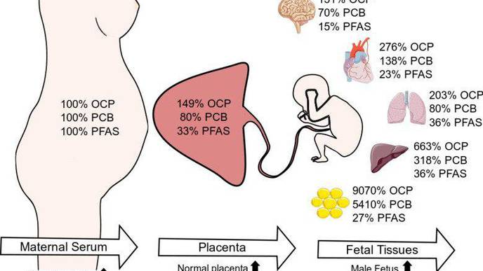 Several Persistent Chemicals Found in Fetal Organs