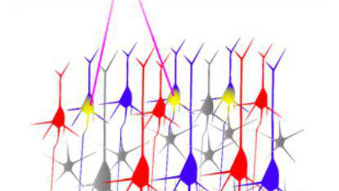 Neuroscientists Identify Brain Circuit Motifs That Support Short-Term Memory