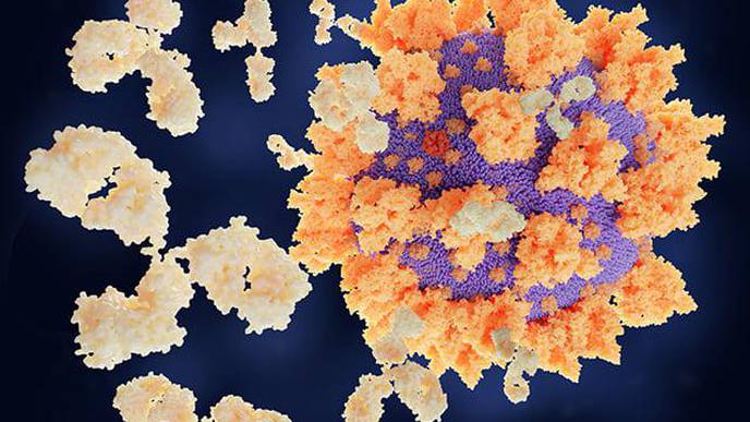 Genetics May Play Role in Determining Immunity to COVID-19