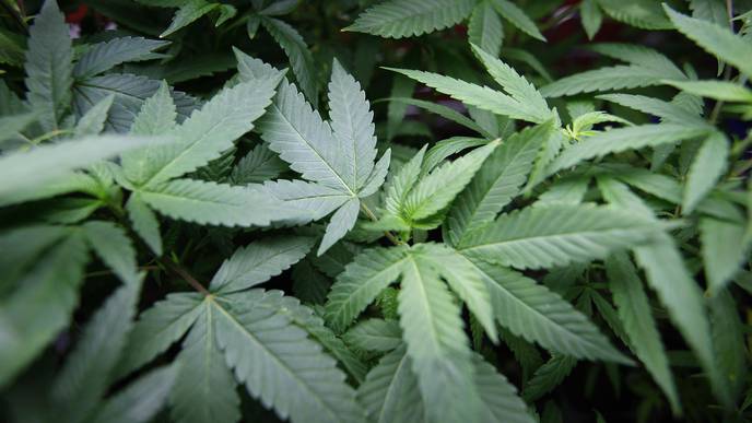 New Evidence of Health Threat From Chemicals in Marijuana & Tobacco Smoke