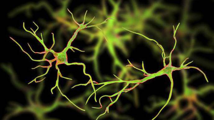'Zombie' Genes? Research Shows Some Genes Come to Life in the Brain After Death