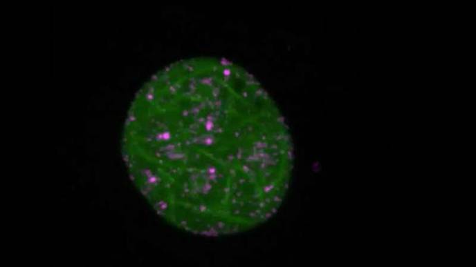 Discovery Shines Light on How Cancer Cells Could Protect Themselves