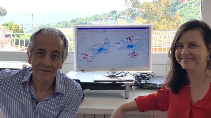 Extracellular Vesicles Play an Important Role in the Pathology of Malaria Vivax