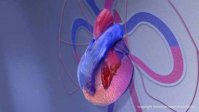 Teens Knowing Results of Their Cardiomyopathy Genetic Tests May Improve Family Function