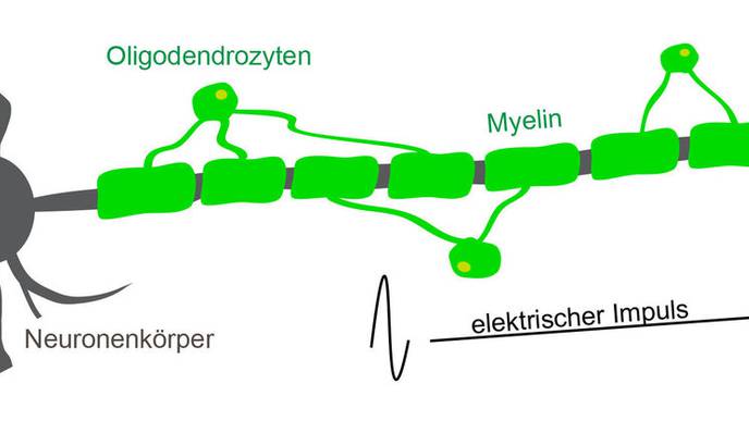 Myelin Optimizes Information Processing in the Brain