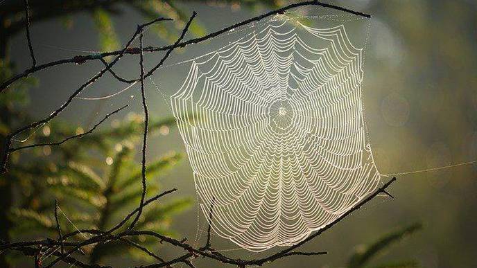 Giant Spider Provides Promise of Pain Relief for Irritable Bowel Syndrome