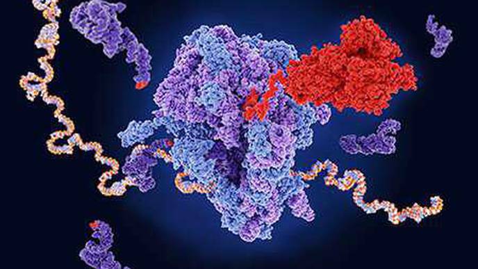 Path to Treat Currently Untreatable Cases of Cystic Fibrosis Is Achievable