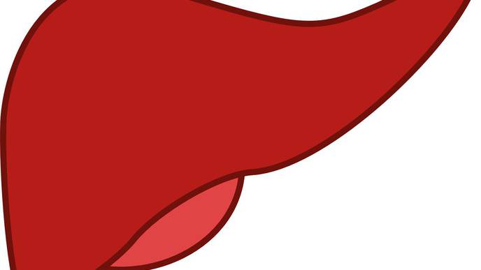 Missing Bile Ducts Offer Clues to Mechanism of Liver Injury