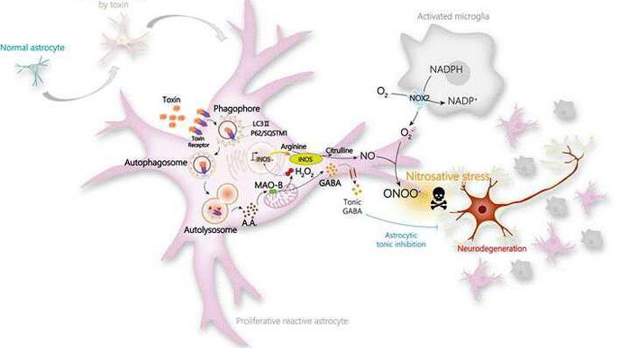 Overly Reactivated Star-Shaped Cells Explain the Unpredictability of Alzheimer's Disease