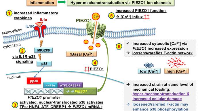 Inflammation & Pressure-Sensing Leads to 'Feed-Forward' Loop in Osteoarthritis