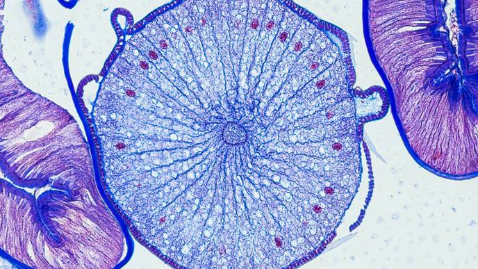 ReachMD Healthcare Image