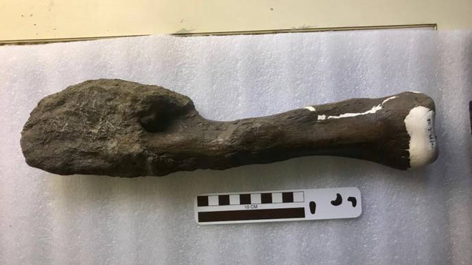 Researchers Discover Cancer in Dinosaur Fossil