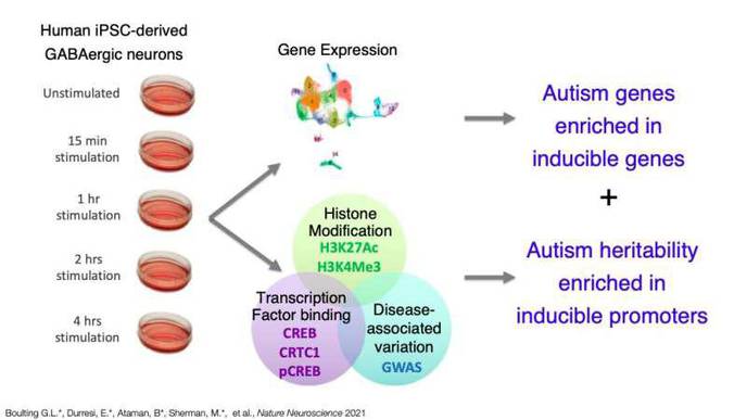 Study Offers New Insight About Gene Expression & Neurological Disease Heritability
