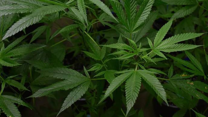 Let Sick People Grow Their Own Weed at Home, N.J. Medical Marijuana Industry Advocates Say