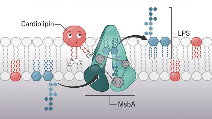 Researchers Find Target to Fight Antibiotic Resistance