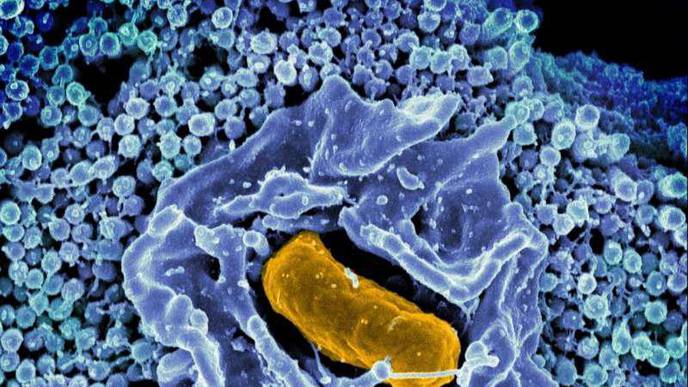 Scientists Find That Salmonella Use Intestinal Epithelial Cells to Colonize the Gut