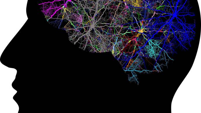 Schizophrenia May Be Similar to Immune Disorders