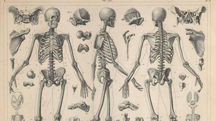 Bones Can Change Shape to Limit Risk of Fracture