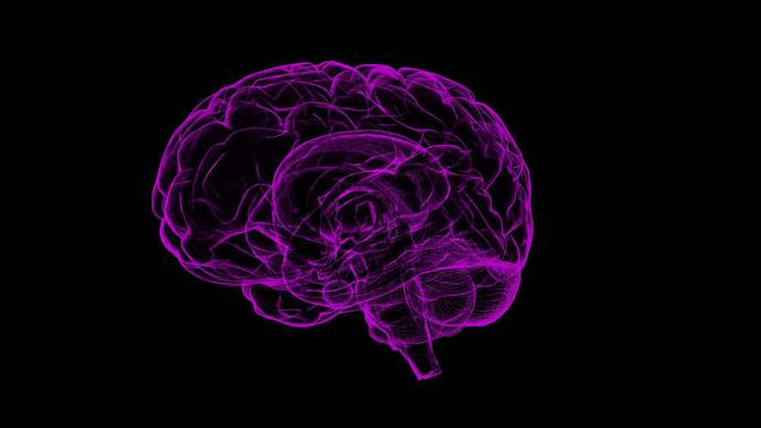Site of Male Sexual Desire Uncovered in Brain