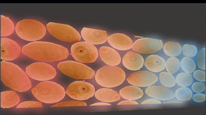 Researchers Have Broken the Code for Cell Communication