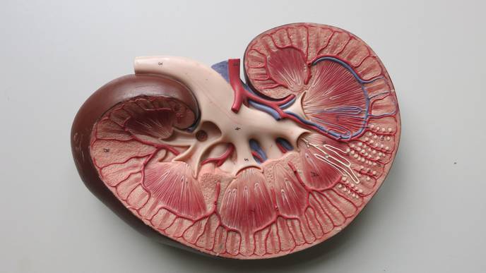 How a Seattle Genetics Cancer Drug Could Help Lupus Patients with Kidney Damage