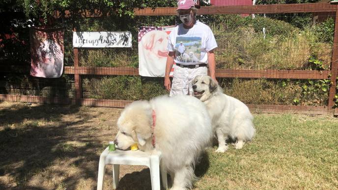 Scent Detection Dogs Can Identify Individuals Infected with COVID-19