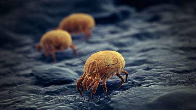 Scientists Uncover Immune Cells That May Lower Airway Allergy & Asthma Risk