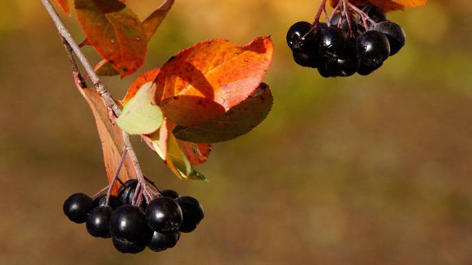 Acidic pH Enhances Butyrate Production from Pectin by Faecal Microbiota