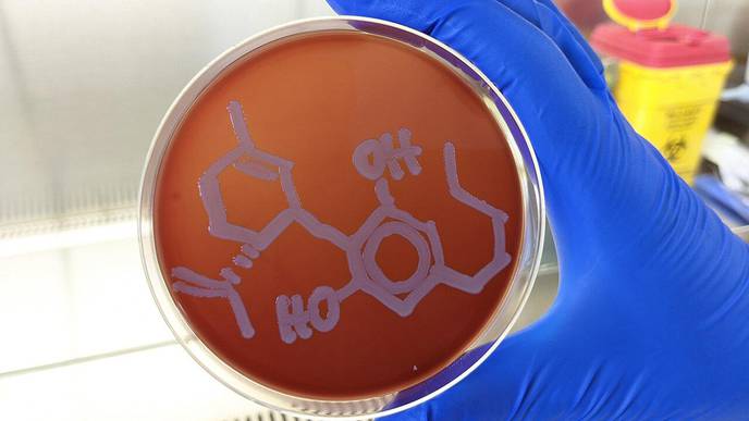 Research Establishes Antibiotic Potential for Cannabis Molecule