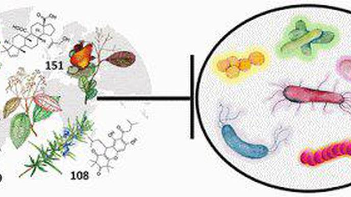 Review of Plants' Role in Antibacterial Activity Clears New Paths for Drug Discovery