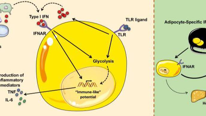 How a Fat Cell’s Immune Response Makes Obesity Worse