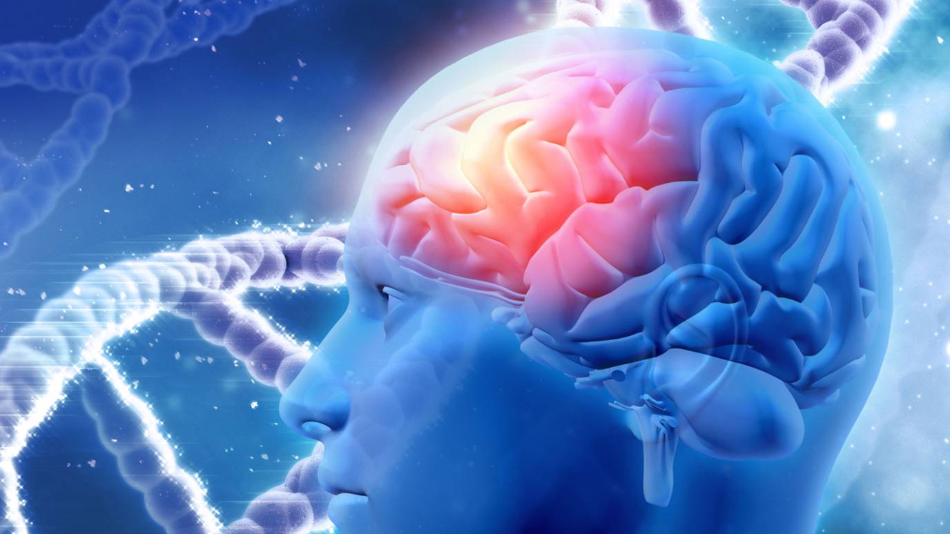 Scientists Map Networks Regulating Gene Function in the Human Brain ...