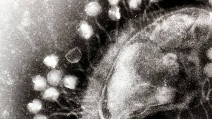 Viral Parasites Fuel Evolution of Drug-Resistant 'Super Bugs'