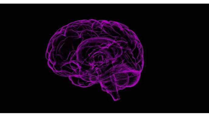 Locus of Male Sexual Desire Has Been Uncovered in the Brain