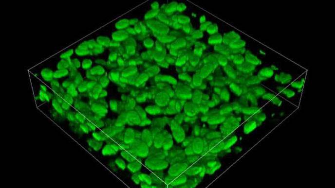 Adding Another Dimension to a Cell Culture Model for Pulmonary Arterial Hypertension