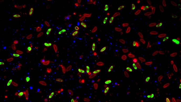 Research Team Achieves Massive Sexual Conversion of the Malaria Parasite in a Dish