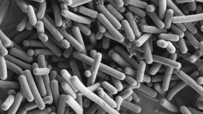 Research Shows a Few Beneficial Organisms Could Play Key Role in Treating Type 2 Diabetes