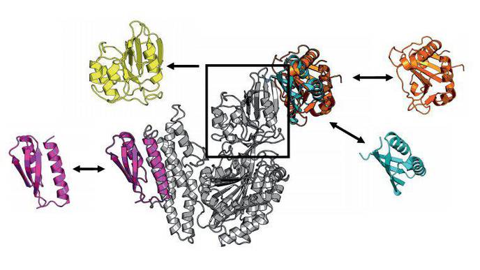 Transport System in the Human Brain Studied in New Dissertation