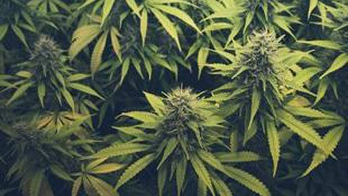 Regular Cannabis Use Does Not Appear to Increase Pain Sensitivity, Study Suggests